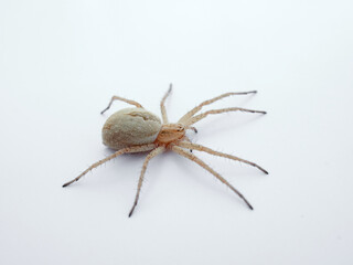 Wall Mural - Ground hunting spider on a white background. Genus Thanatus.