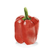 Red Bell Pepper Isolated PNG Watercolor Painting Hand Drawing. Vegetable Painting. Healthy Food. Transparent background.