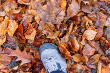 Top Angle Perspective Of Front Of A Gray Men Mountain Hiking Boot Against Autumn Golden Yellow Brown Leaves In  Background. Space For Text