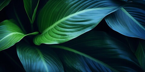 Aufkleber - Close-up detail macro texture bright blue green leave tropical forest plant spathiphyllum cannifolium in dark nature background.Curve leaf floral botanical abstract desktop wallpaper,w : Generative AI