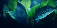 Close-up Detail Macro Texture Bright Blue Green Leave Tropical Forest Plant Spathiphyllum Cannifolium In Dark Nature Background.Curve Leaf Floral Botanical Abstract Desktop Wallpaper,w : Generative AI