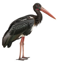 A Standing Black Stork Isolated On A White Background