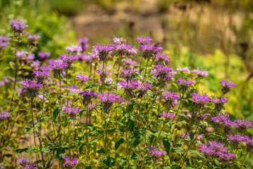 Wall Mural - bee balm in the garden