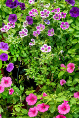 Wall Mural - petunia flowers in the garden