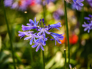 Wall Mural - Agapanthus