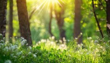 Defocused Green Trees In Forest Or Park With Wild Grass And Sun Beams Beautiful Summer Spring Natural Background