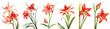 Watercolor red flowers isolated on transparent background. 