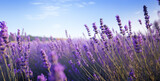Fototapeta Lawenda - lavender field at sunset, a field of lavender minimalist close up sky