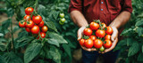 Fototapeta  - Ripe tomatoes being picked in a closeup shot, symbolizing the farmer's dedication to cultivating nutritious and organic crops during the summer.