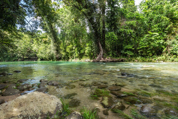 Poster - stream in the forest