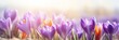 Beautiful Nature Spring Background. First spring flowers. Floral template with blooming purple crocus flowers close-up on blur toned background. Wallpaper Web Banner  Copy Space for design, Panorama