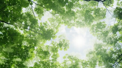 Wall Mural - Sky view through green tree leaves with sunlight and clouds