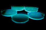 Fototapeta  - glowing petri dishes