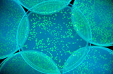 Fototapeta  - fluorescent bacteria background