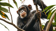 A chimpanzee sitting in a tropical tree with branches and leaves isolated on a white background