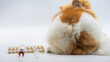 Medicine, pet, animals, health care and people concept - close up of Pomeranian dog lying on white floor with blur syringe , drug injection or vaccination, isolate background.
