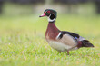 Male American Wood Duck (Aix sponsa) at Lake Morton, Florida, USA