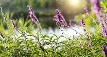 Background Of Purple Salvia Flower
