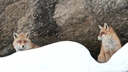 Wall Mural - Red foxes on snow (Vulpes vulpes)