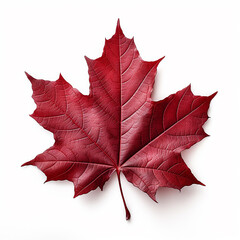 Wall Mural - Red maple leaf isolated on a white background