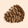 Fir cone side view. Hand drawn vector icon.