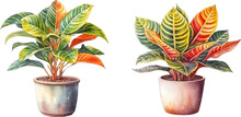 Croton Plant In A Pot Watercolor Vector Illustration