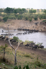 Wall Mural - Blue wildebeest cross river near dead tree