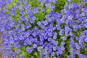 Wall Mural - Blue flowers in the summer garden. Warm sunny day. Close-up