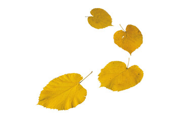 Wall Mural - fallen yellow linden tree leaves isolated transparent png. autumn season flying lime-tree heart shap