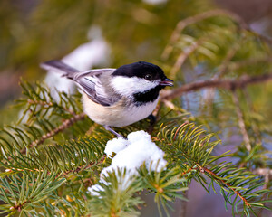 Wall Mural - Chickadee Photo and Image. Close-up profile view perched on a coniferous tree branch with snow in its environment and habitat surrounding. Christmas Card Picture.