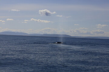 view on a whale in the skjálfandi bay in northern iceland