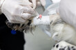 The veterinarian's hands fix the intravenous catheter on the pet's paw using a plaster. The veterinarian inserted a catheter into the dog's vein before performing the operation.