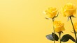 Yellow rose on right side against yellow isolated background with copy space for text placement