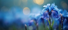 Blue Iris Flower On Right Side With Magical Bokeh Background And Two Thirds Text Space On Left