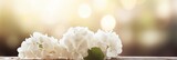 White hydrangea blossom on magical bokeh background with copy space for text placement