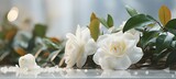 White gardenia flower on isolated magical bokeh background with copy space for text placement