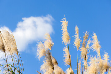 Wall Mural - silver grass over the sunny day