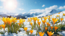 Yellow Crocuses Bloom On A Sunny Spring Day. Beautiful Primroses Against A Background Of Shiny White Snow. Spring Flowers Against The Backdrop Of Snowy Mountains.