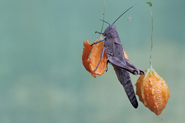 Wall Mural - A brown grasshopper is resting on a balsam pear.