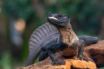 Wall Mural - Close-up head of a Sulawesi sailfin lizard