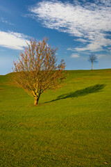 Two isolated trees on a green meadow in the autumn landscape in the background blue sky and clouds