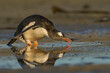 Gentoo Penguin (Pygoscelis papua) drinking from a pool of water on a beach on Bleaker Island in the Falkland Islands.