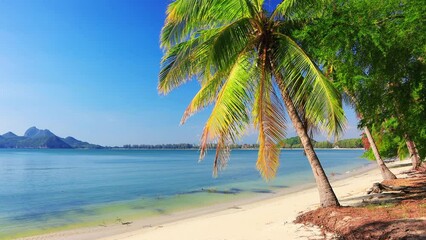 Wall Mural - beautiful coconut palm tree on tropical beach