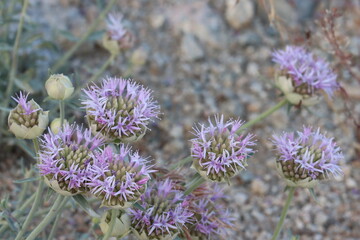 Wall Mural - Sierra Narrow Leaved Wild Redolence, Monardella Linoides Subspecies Sierrae, a native perennial herb displaying terminal cymose head inflorescences during late Summer in the Eastern Sierra Nevada.