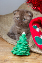 Wall Mural - Brown Scottish fold cat looks at the camera under the Christmas tree