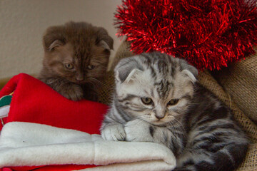 Wall Mural - gray Scottish fold kitten under the Christmas tree