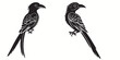 Quetzal silhouettes and icons. Black flat color simple elegant white background Quetzal birds vector and illustration.