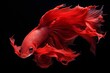 a red siamese fish swimming against a black background