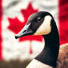 Close Up Portrait Of A Canada Geese On Blure Canada Flag Background. Ai Generative