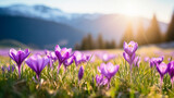 copy space, stockphoto, beautiful alpine meadow with wild purple narcisses during spring time, warm morning light. View on wild crocus flowers in the alps during sunrise. Early morning alpine langscap
